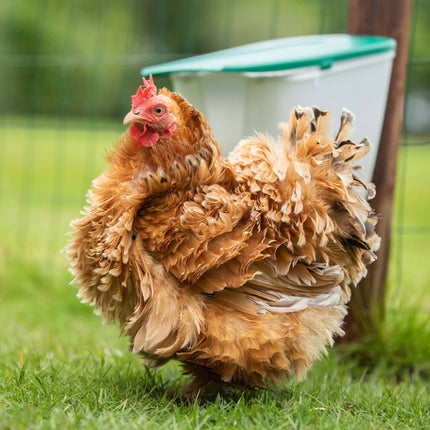 Hen with V-Feedr 2.5kg chicken feeder mounted outdoors