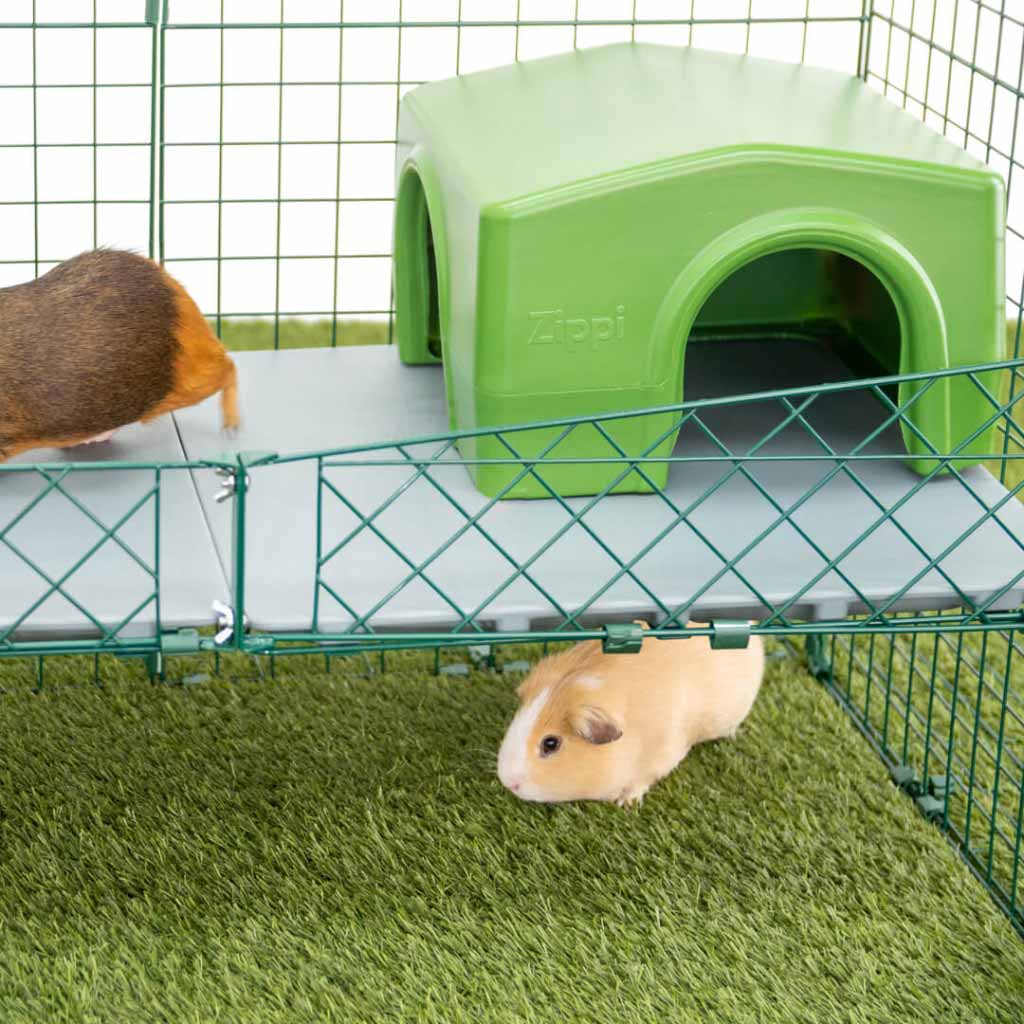 Zippi Shelter positioned on the Zippi Platform for Guinea Pigs
