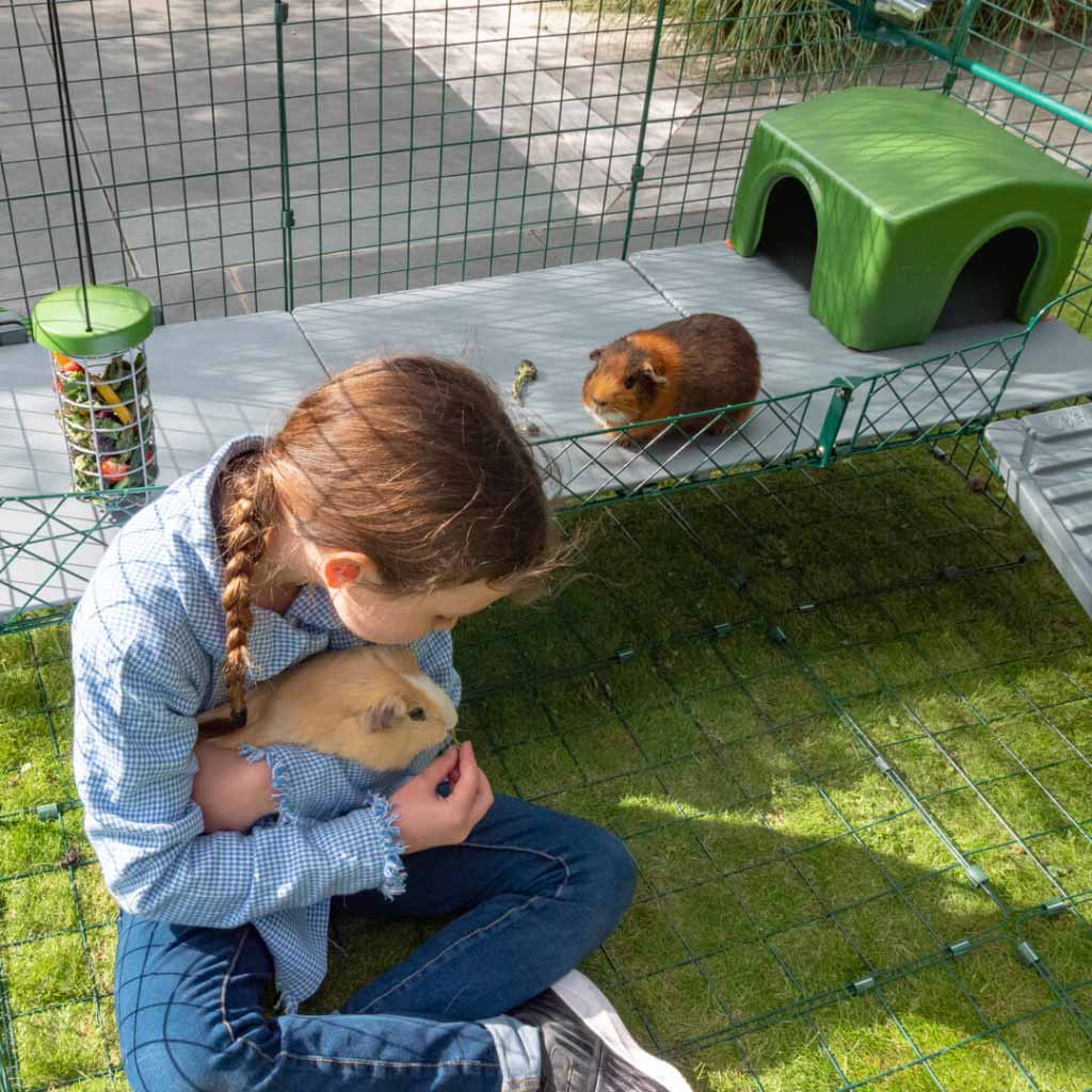 Zippi Platforms | Guinea Pigs