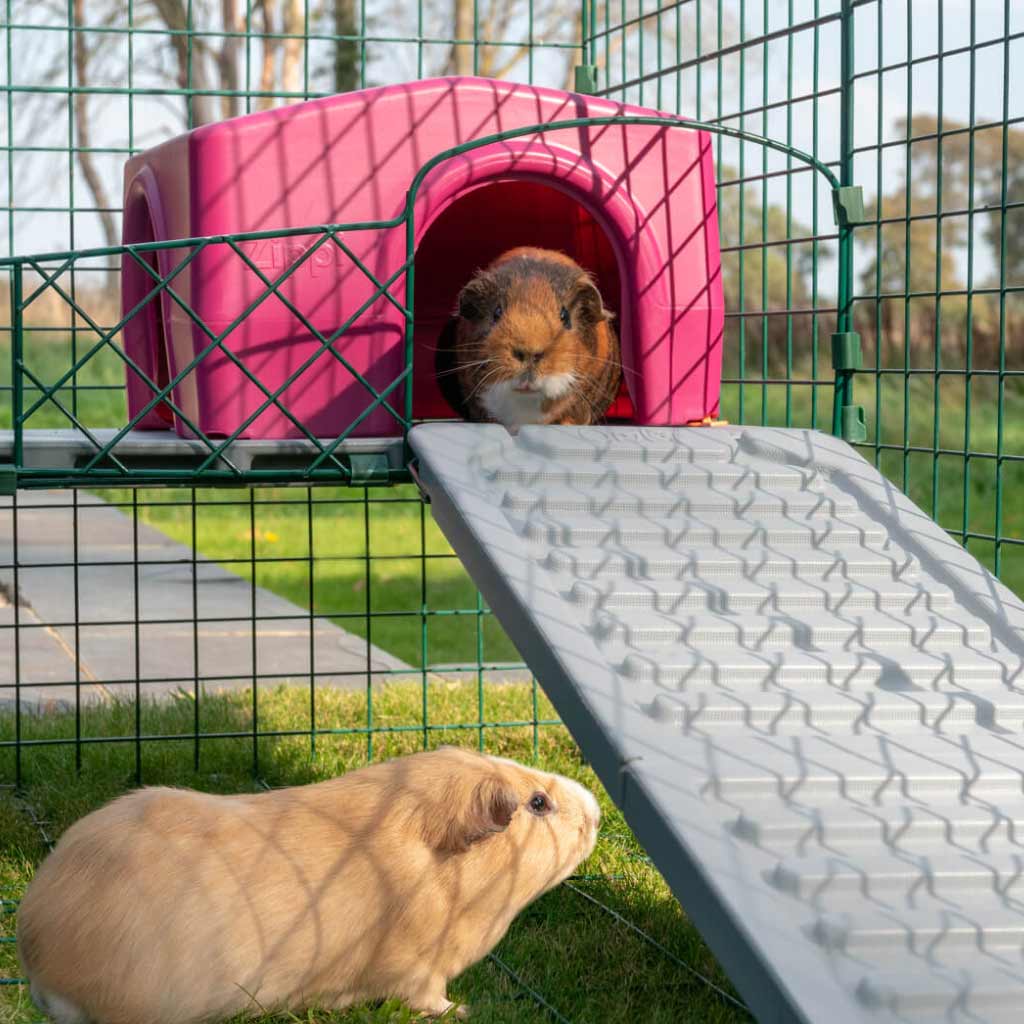 Zippi Platforms | Guinea Pigs