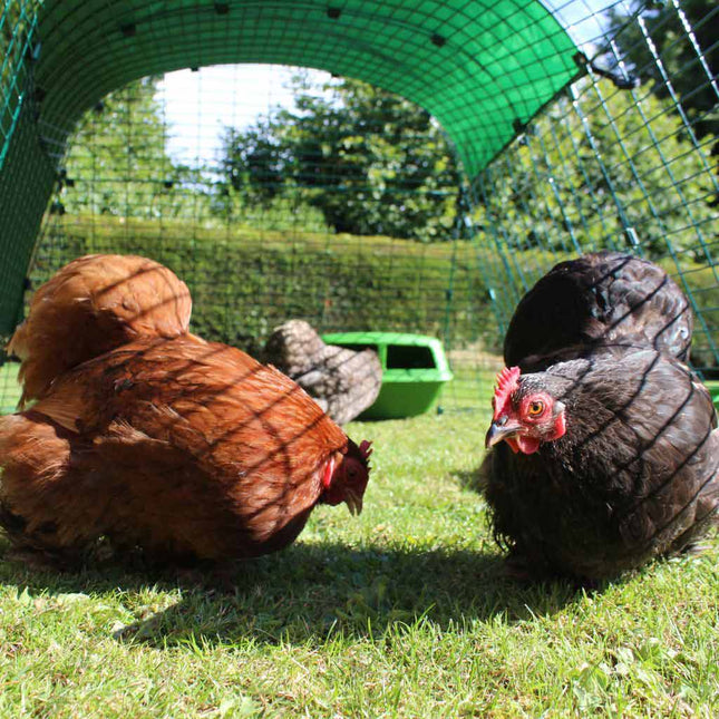 Bantam Hens in the Eglu Go coop run