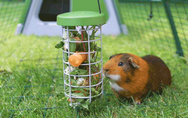 Guinea Pig snacking on treats from the Omlet caddi treat holder