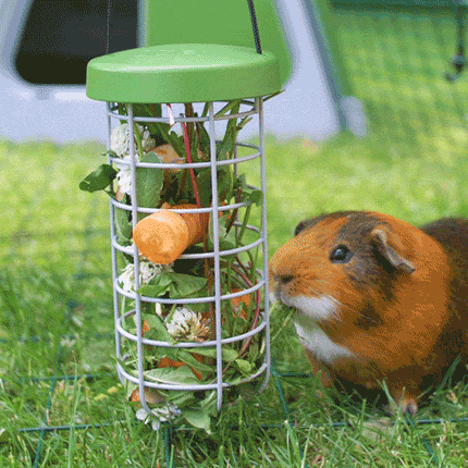 Guinea Pig snacking on treats from the Omlet caddi treat holder