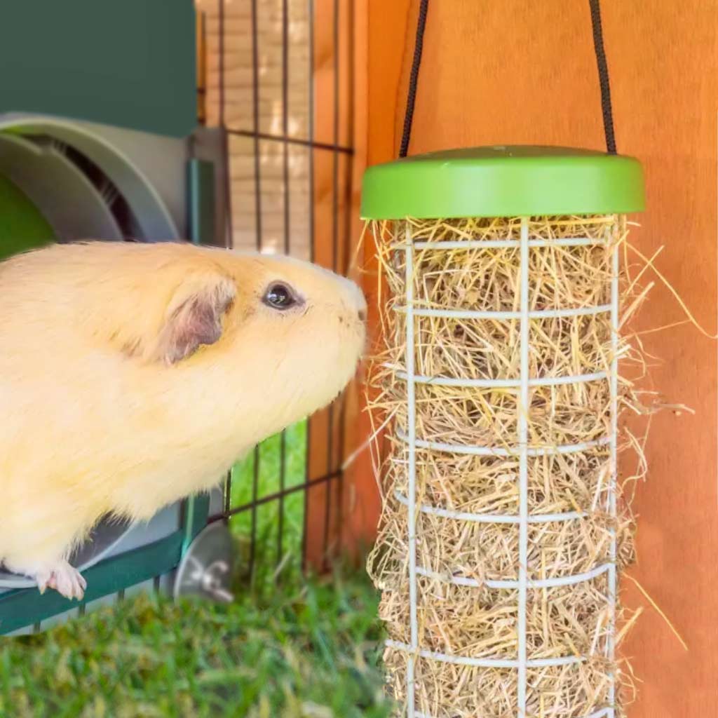 Caddi Treat Holder is ideal for guinea pig hay