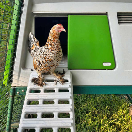 Hen at ease using new improved Omlet Chicken Ladder