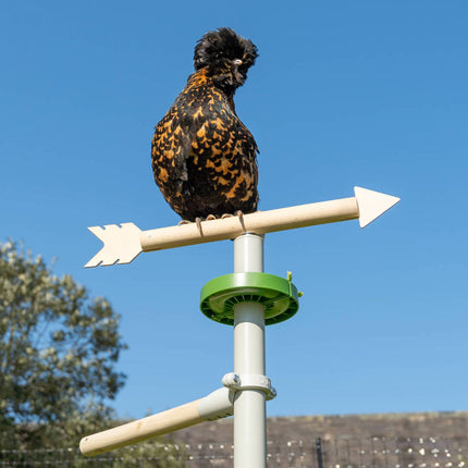 Freestanding Chicken Perch | Omlet