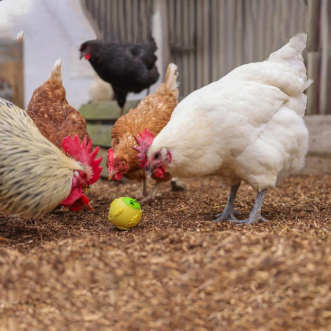 snack ball for chickens