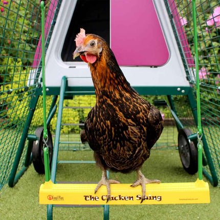 The Chicken Swing