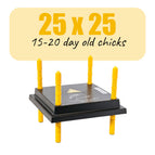 25cm x 25cm | 15-20 day old chicks
