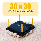 30cm x 30cm | 20-25 day old chicks