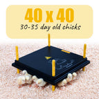 40cm x 40cm | 30-35 day old chicks