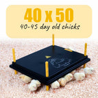 40cm x 50cm | 40-45 day old chicks