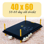40cm x 60cm | 50-60 day old chicks