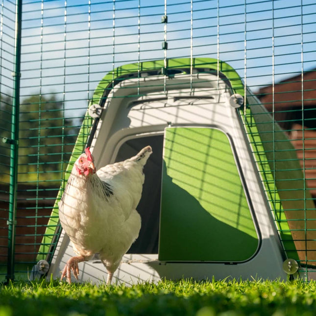 The Eglu Go Connection kit is the perfect way to join the Eglu Go house to an Omlet Walk-In Chicken Run