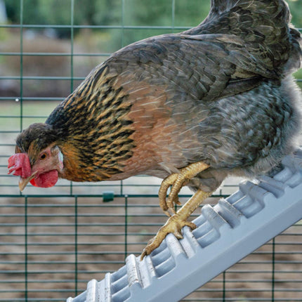Easy grip ladder for all chickens, young and old