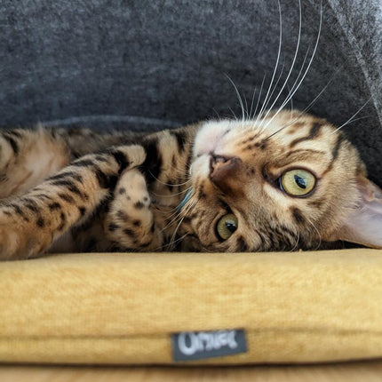 Cat lcozi in the Omlet den.