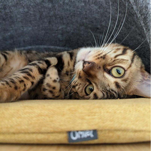 Cat lcozi in the Omlet den.