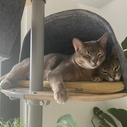 Two cats comfy in an Omlet cozy cat tree den!