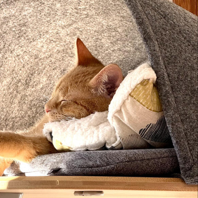 Cat snoozing in his den.