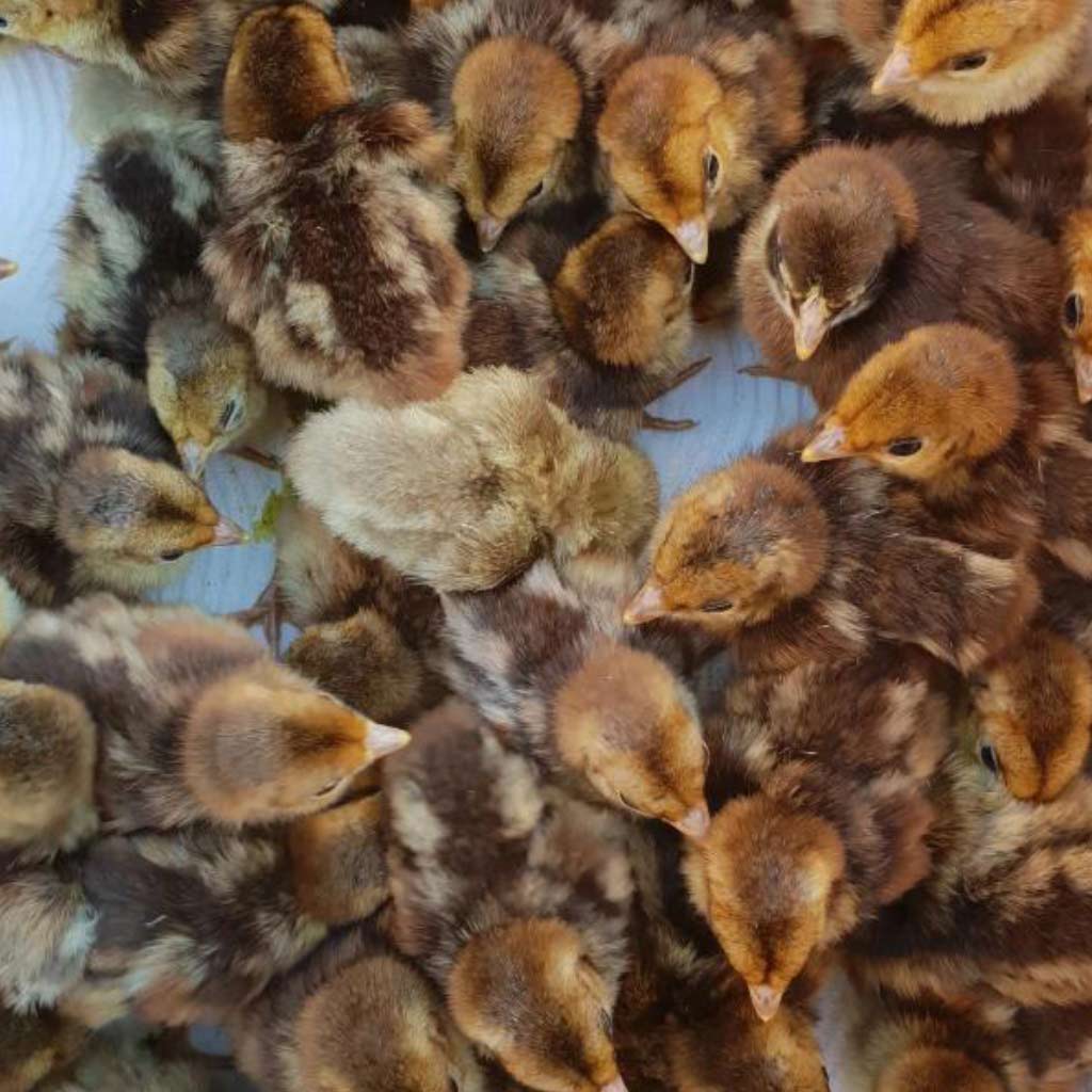 Golden pheasant chicks