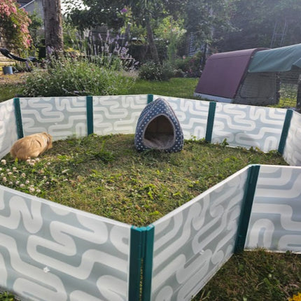 Guinea pig enjoying some time out in the playpen