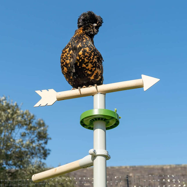 Hen perched on the freestanding weathervane 