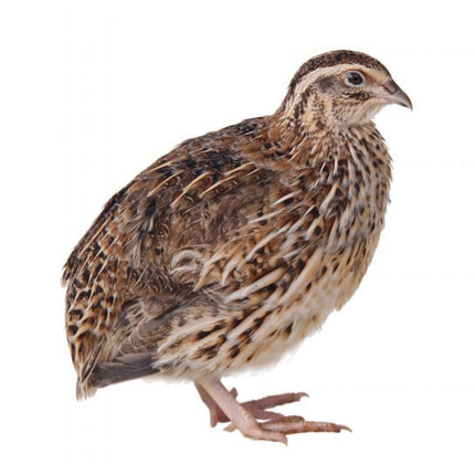 Japanese Quail