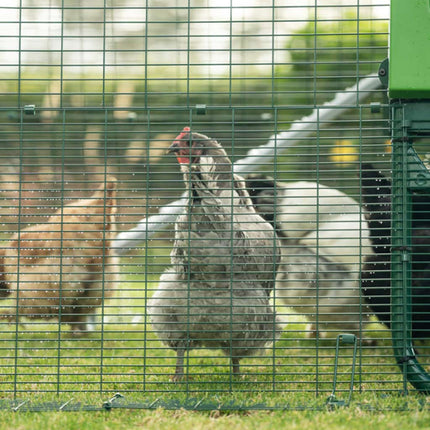 Keep your hens safe in an Omlet Eglu Chicken Coop Run