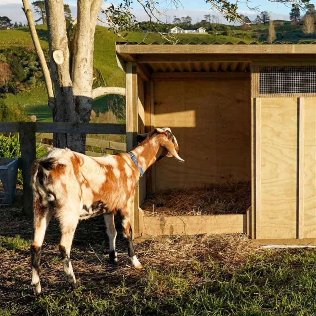 Appletons Goat Shelter with slide-out doorstop for bedding