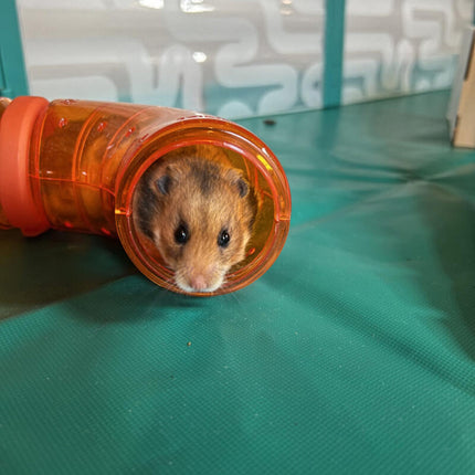 Omlet's modular design Habitat Tunnel Kit that comes apart for easy cleaning