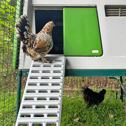 Hen comfortable using the new ladder