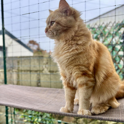 Omlet outdoor cat shelves are UV stable, claw resistant and have springy support your cats will love