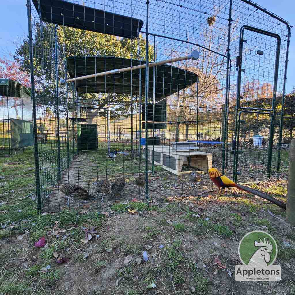 Appletons Homestead Golden Pheasant Male outside Flight 
