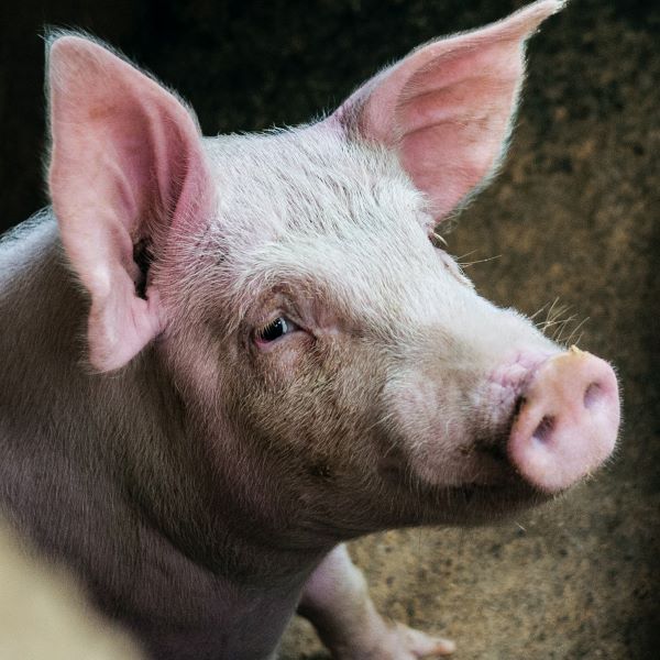 lifestyle block pigs