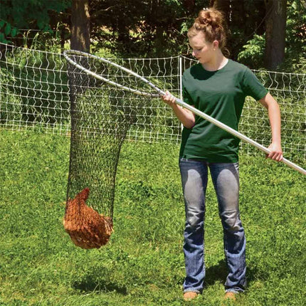 Catching chickens is made easy with a poultry catch net
