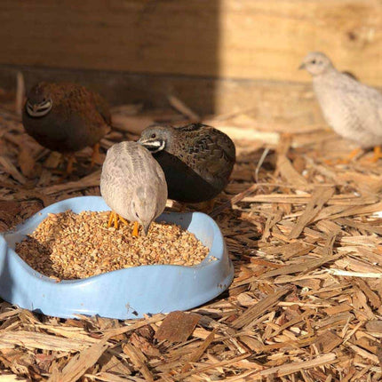 Quail feeding