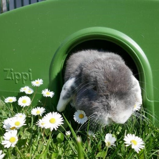 Lop eared bunny enjoying his shelter outside.