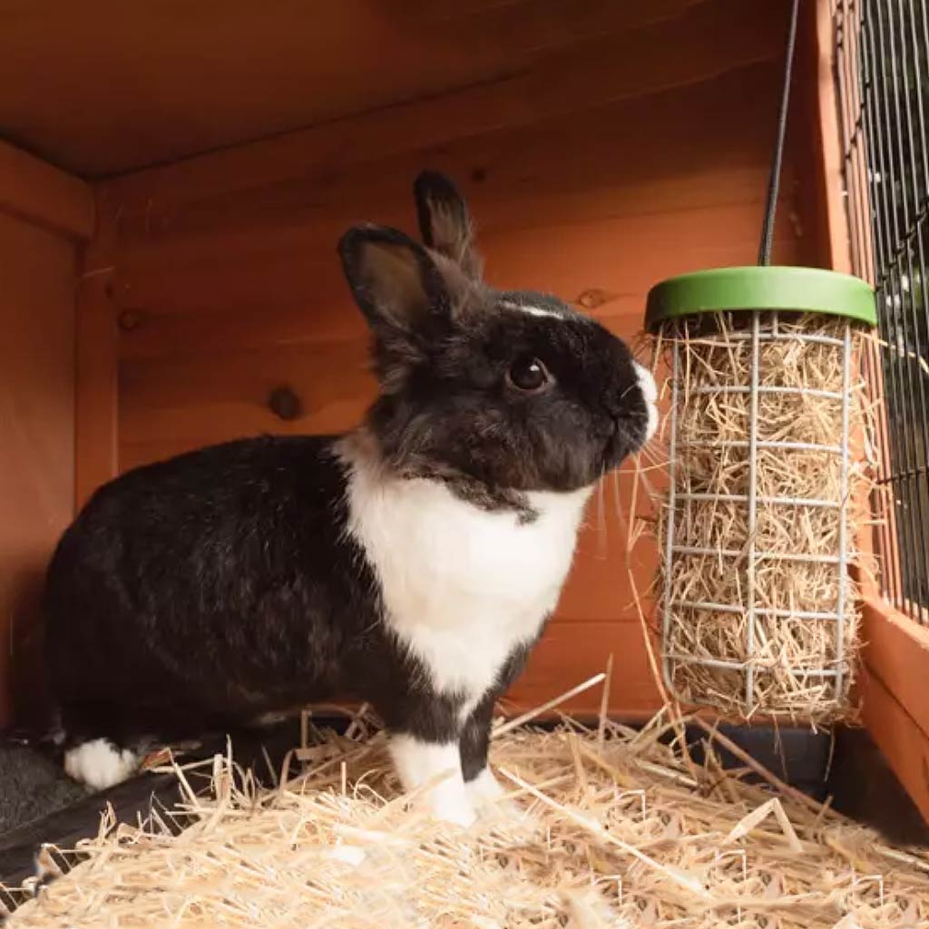 Omlet Caddi Treat Holder is suitable for a feeding a variety of food that improves general health and vitality of your pets