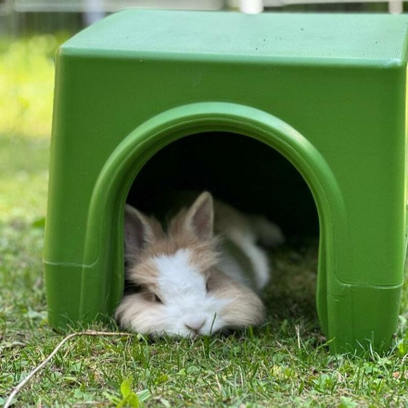 Bunny Snoozing in Zippi Rabbit Shelter