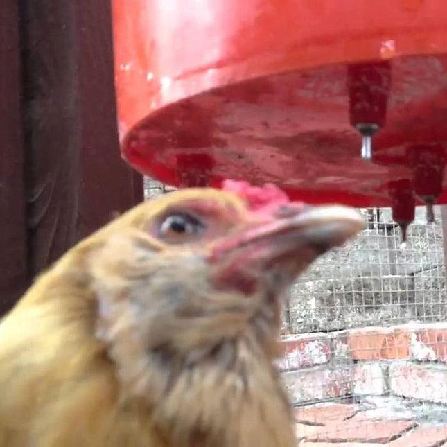 1/8" Plastic Water Nipple for Poultry & Rabbits