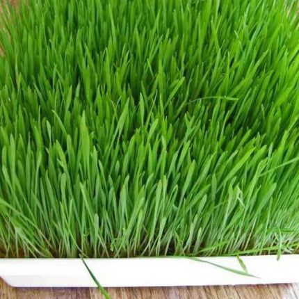 Appletons Wheat Greens 200g