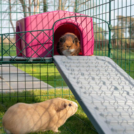 Purple Zippi Shelter placed on a Zippi Guinea Pig Platform and much loved by these guinea pigs