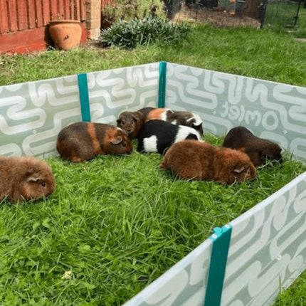 Guinea pigs enjoying some time on the grass in the Omlet Pop-up Playpen