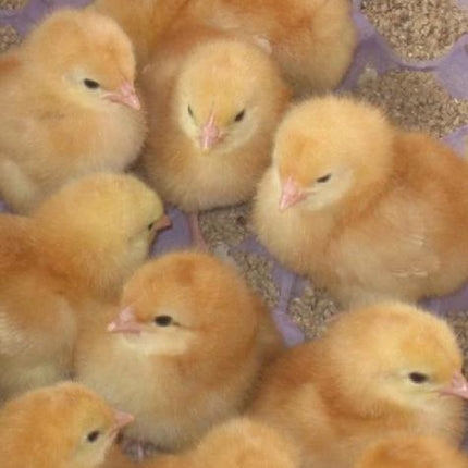 May 2024 Chicks | Day Old Brown Shaver Chick & Crumble Combo | Pick Up Only