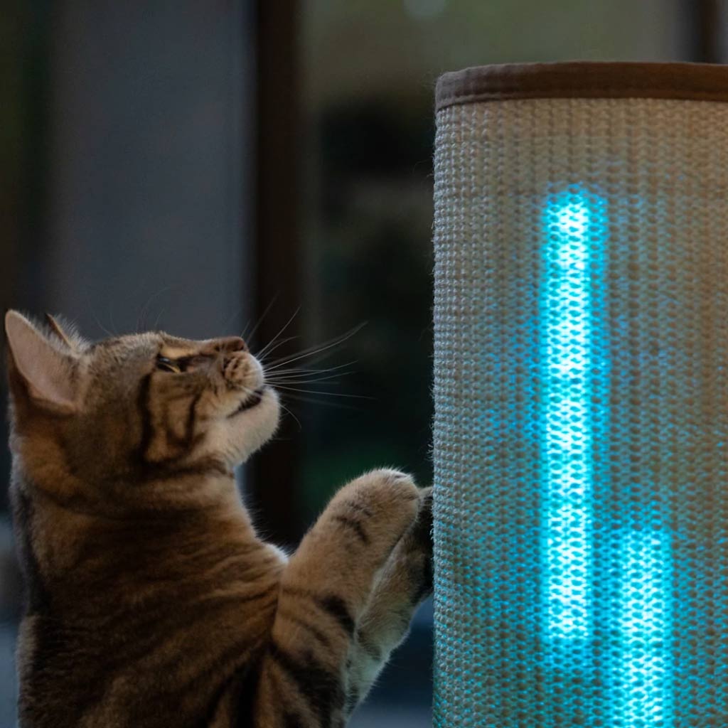 Cat interacting with LED light show. Switch Light Up LED Cat Scratching Post