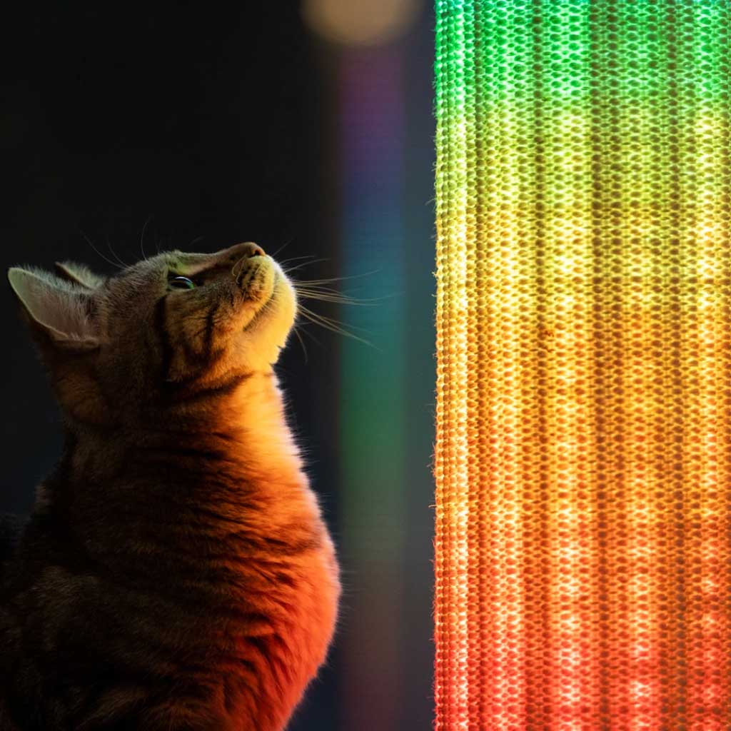 Cat interacting with the Switch Light Up Cat Scratching Post