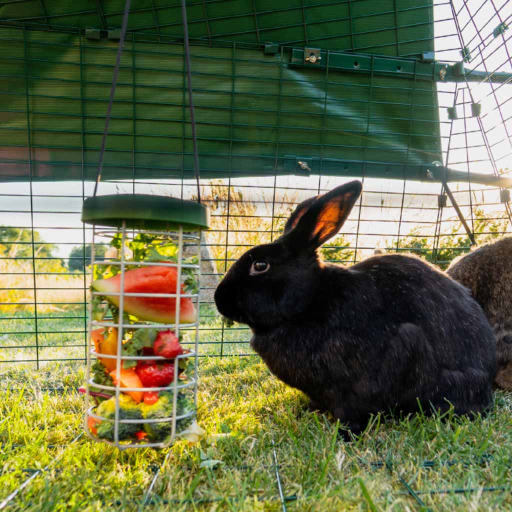 Keep food off the ground with a Caddi Rabbit & Cavy Treat Holder from Omlet