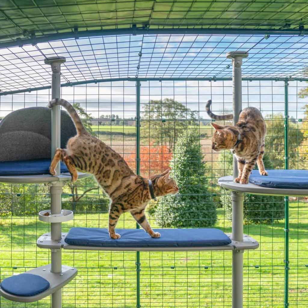 Omlet Outdoor Freestyle Cat Tree will revolutionise the way your pets enjoy the great outdoors