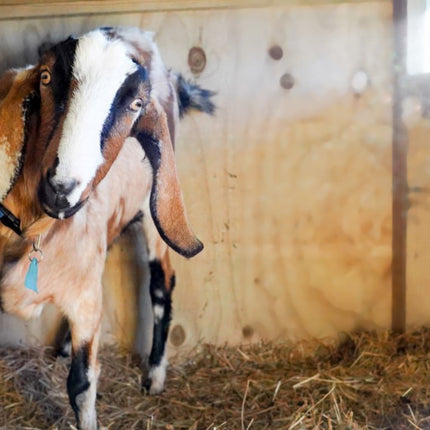 Appletons Goat Shelter