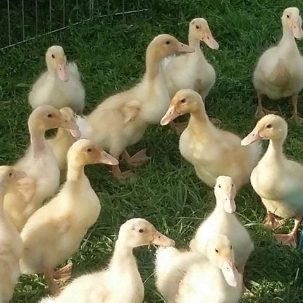 Pekin ducklings 2 to 3 weeks